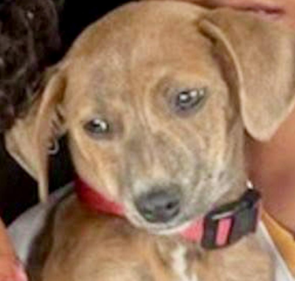 Ash, a ADOPTABLE mixed breed in Spring hill, TN image 4/4