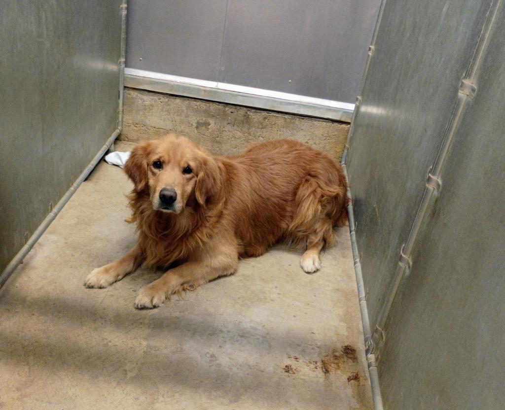Barney, Adopted, Adult Male Golden Retriever.