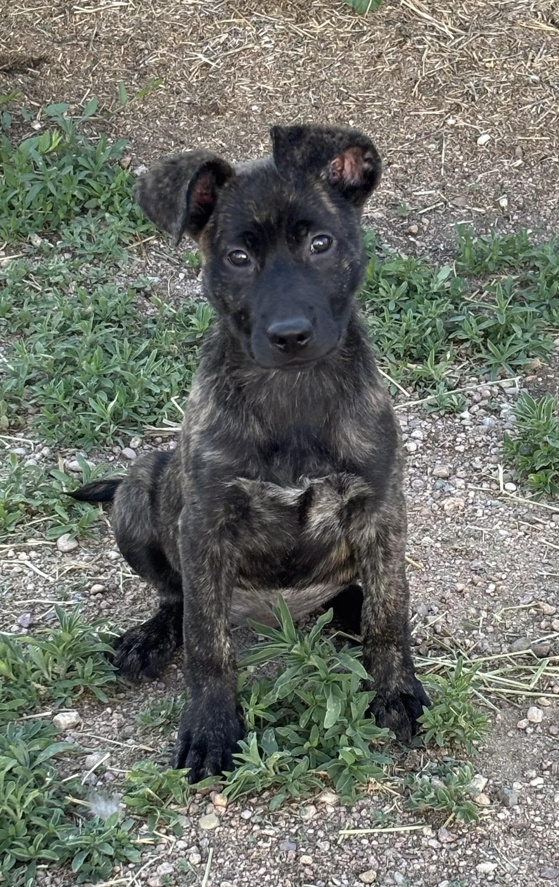 Kimber, an adoptable Border Collie, Mixed Breed in Carr, CO, 80612 | Photo Image 2