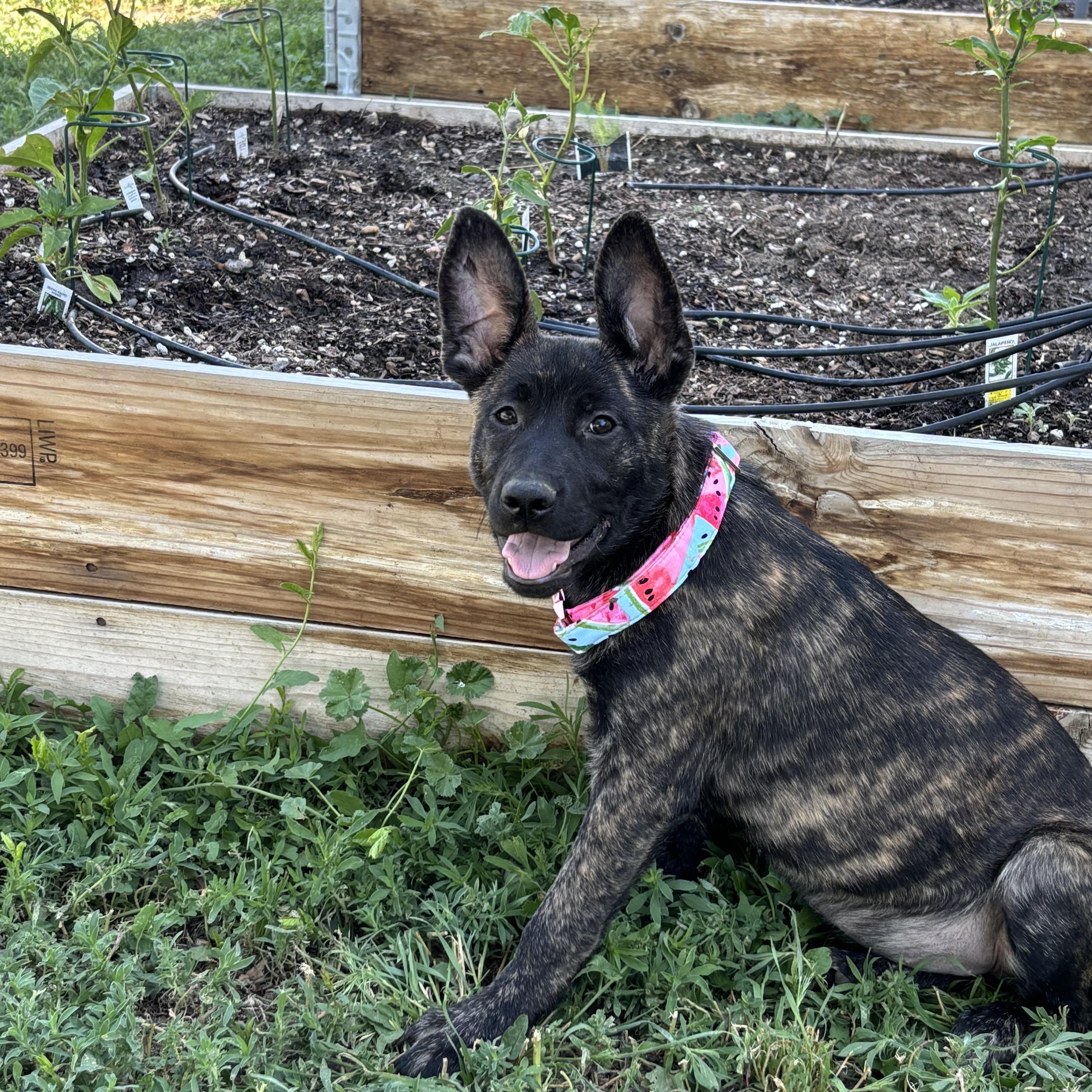 Kimber, an adoptable Border Collie, Mixed Breed in Carr, CO, 80612 | Photo Image 3