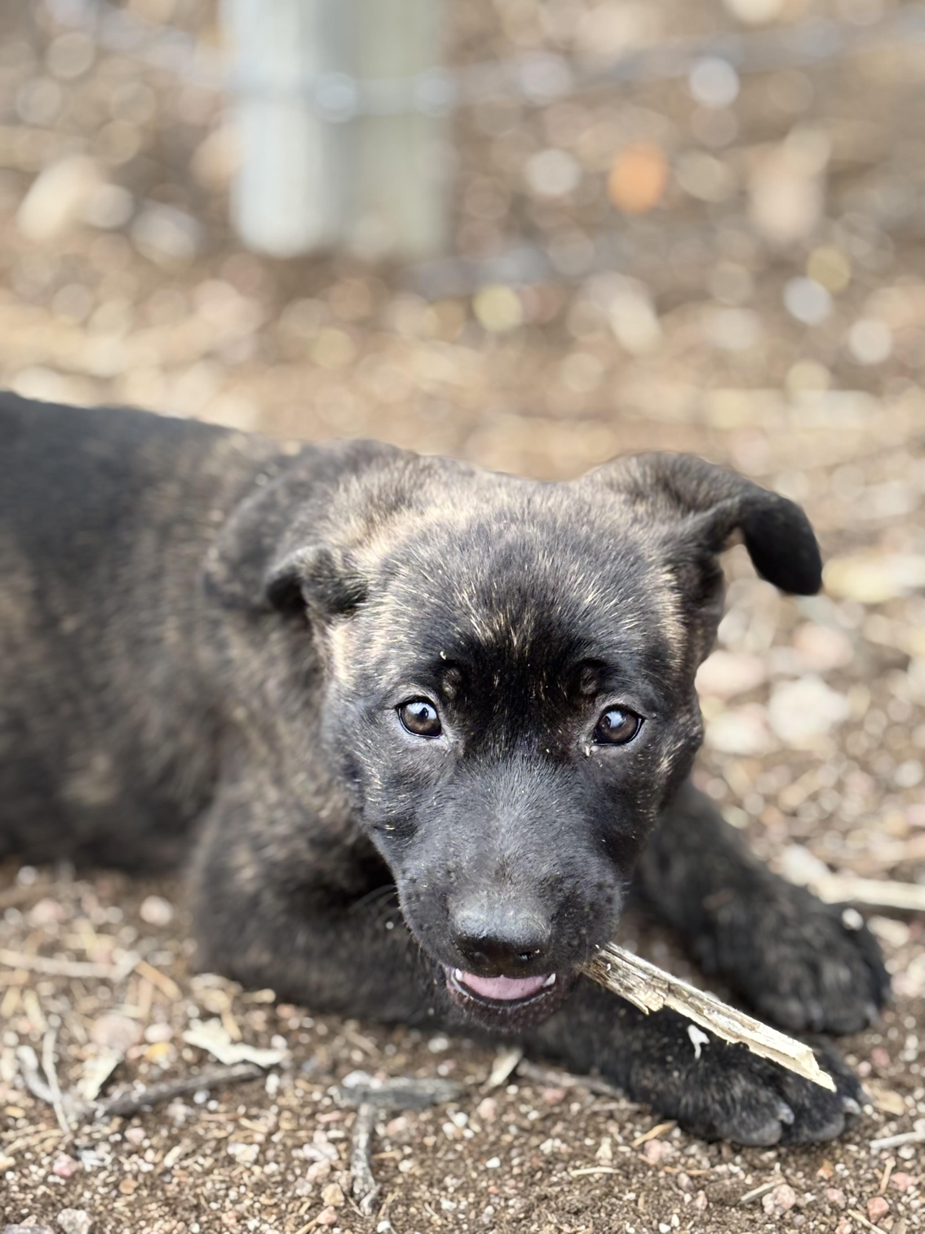 Kimber, an adoptable Border Collie, Mixed Breed in Carr, CO, 80612 | Photo Image 4