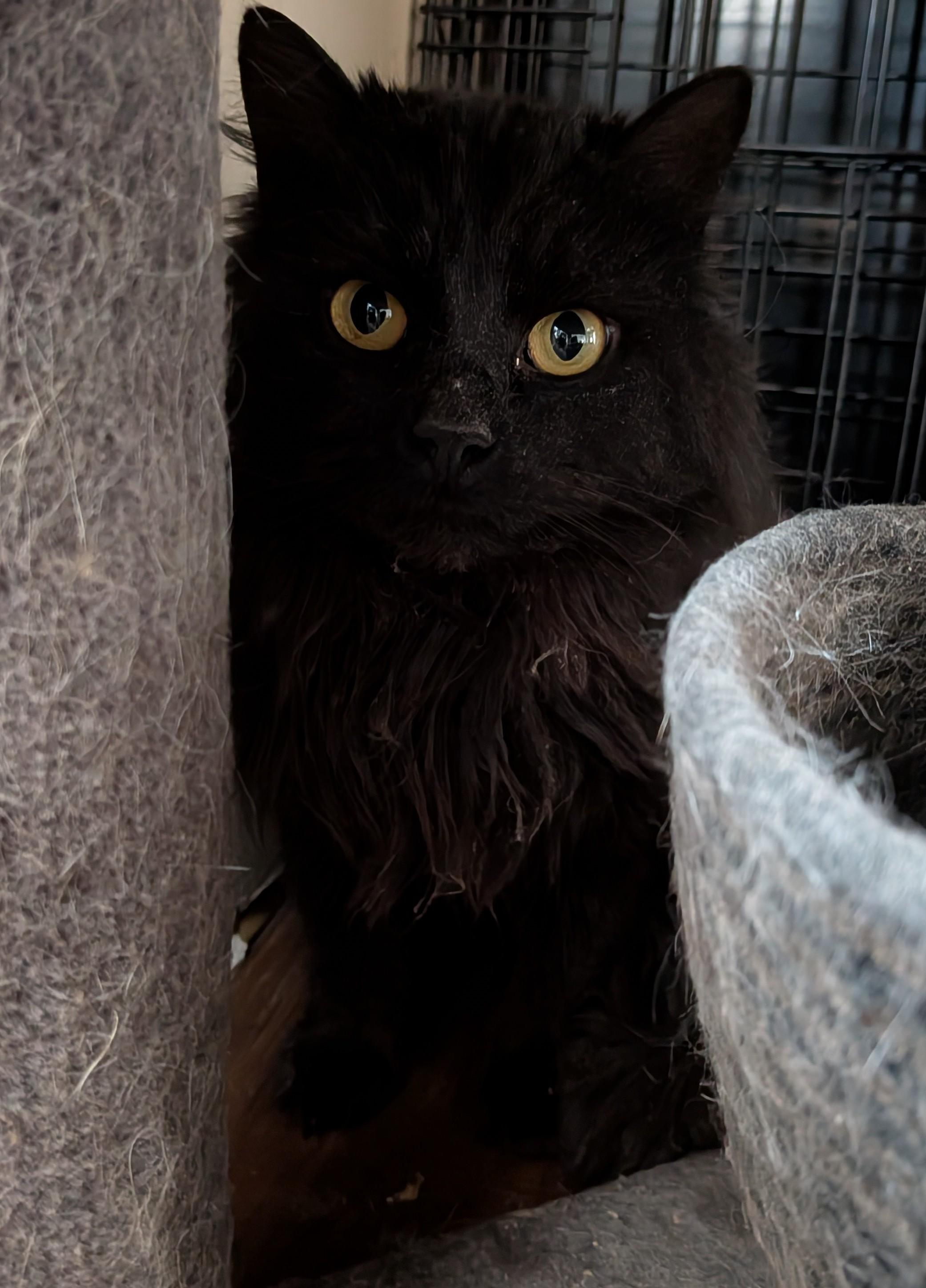 Enlarge Poofy, a ADOPTABLE Domestic Long Hair in Xenia, OH image 1/1