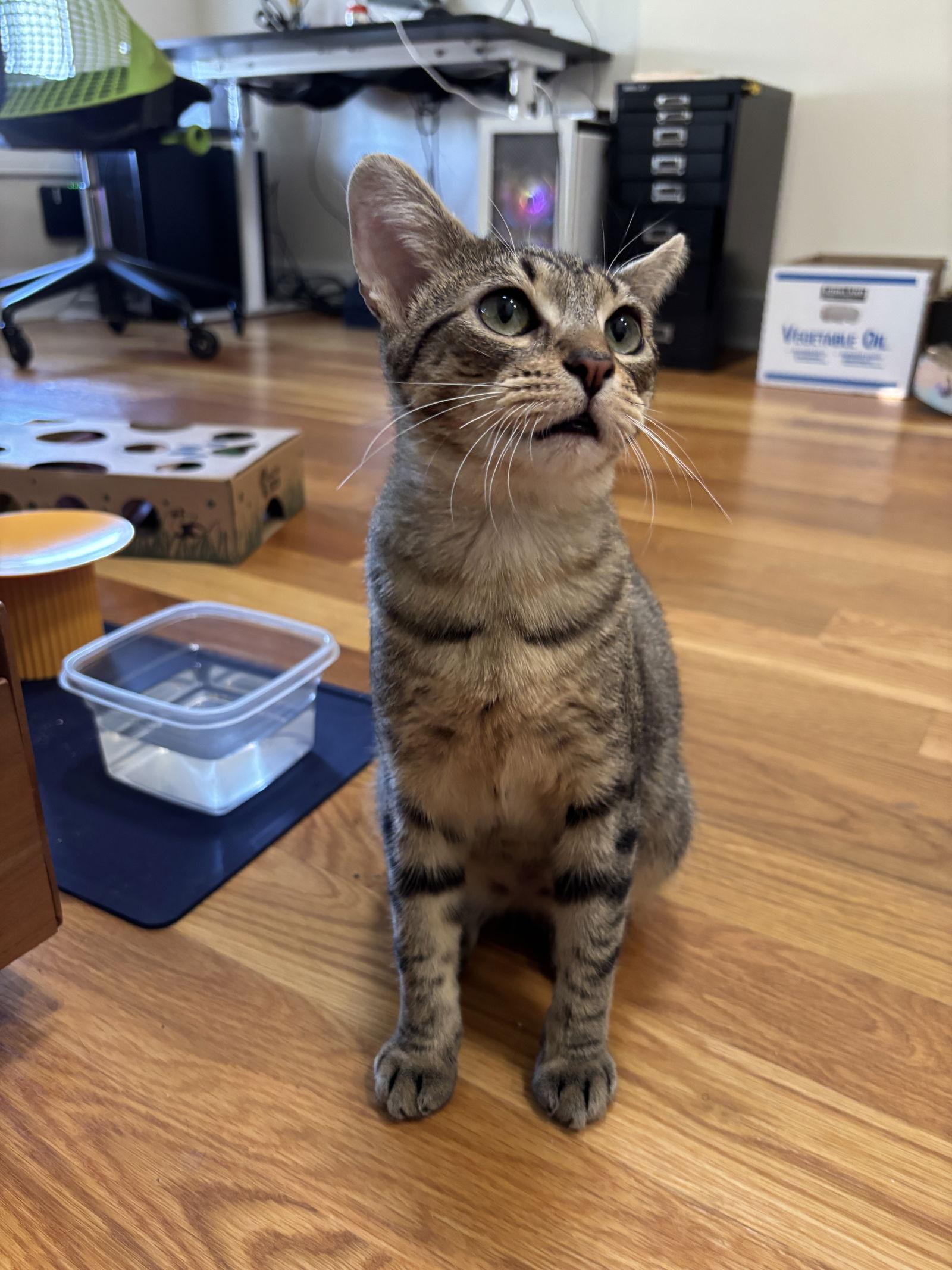 Tamagotchi, a Adoptable Domestic Short Hair in Brooklyn, NY image 1/3