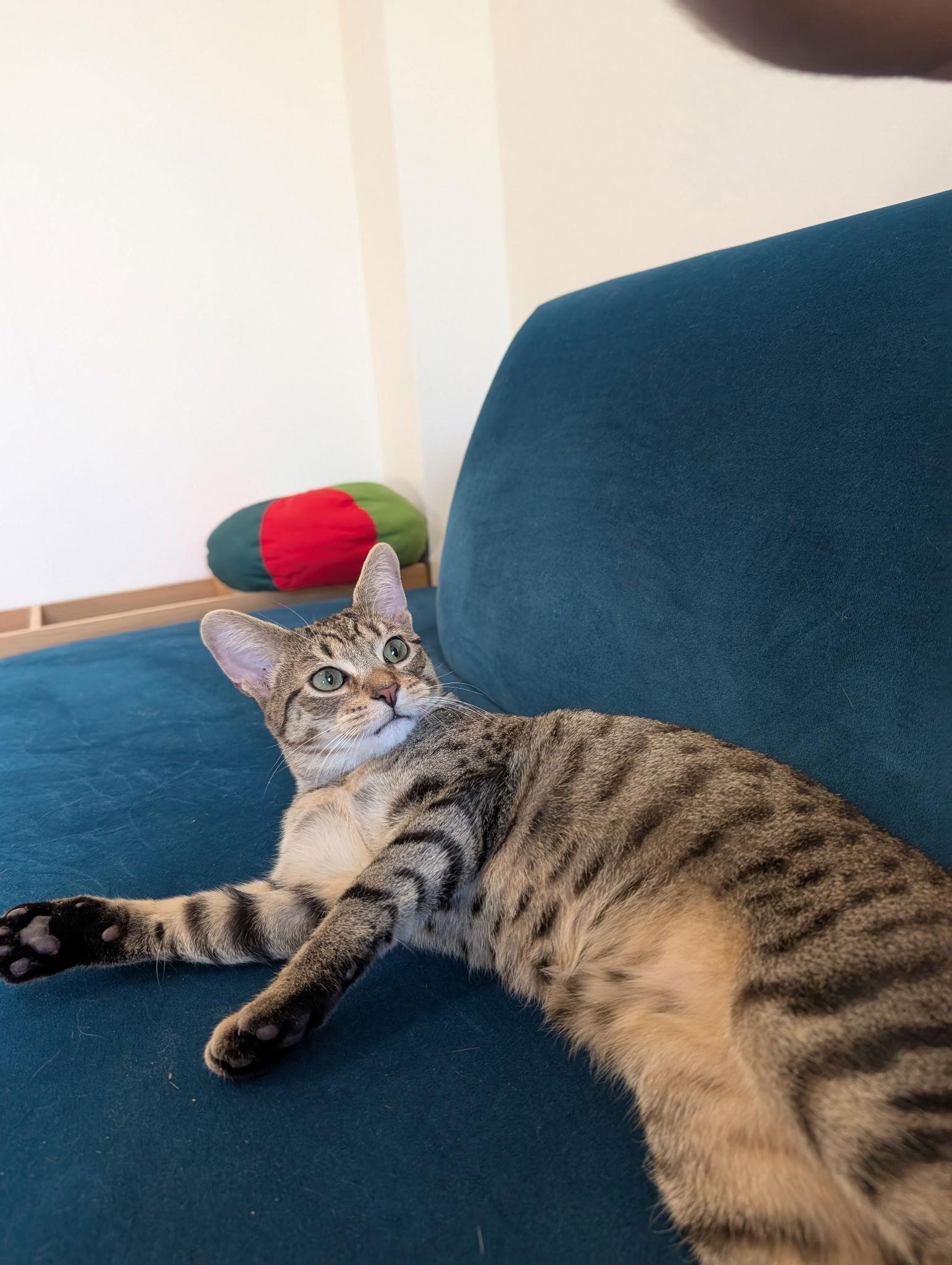 Tamagotchi, a Adoptable Domestic Short Hair in Brooklyn, NY image 2/3