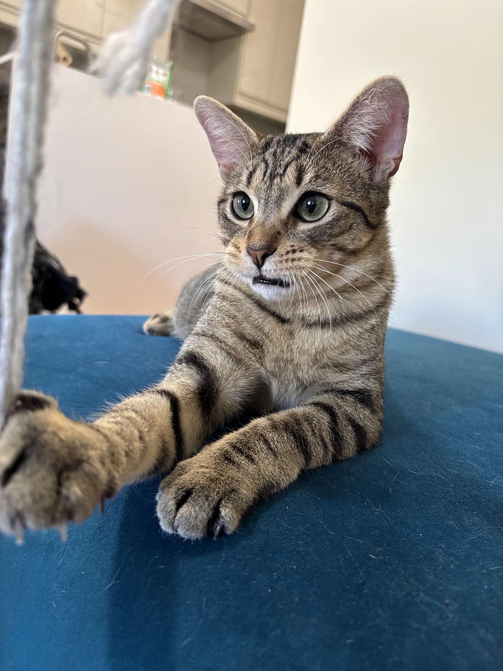 Tamagotchi, a Adoptable Domestic Short Hair in Brooklyn, NY image 3/3