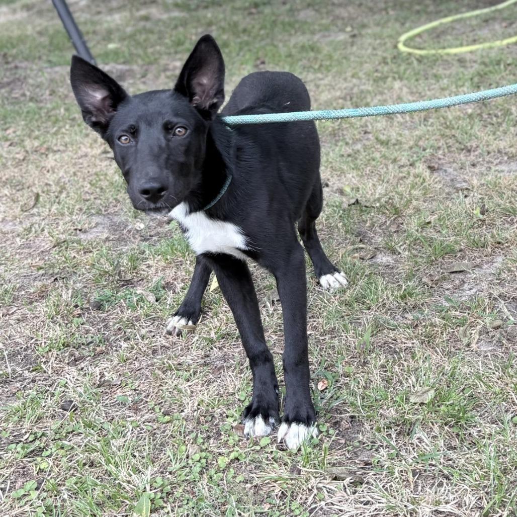 Ellie, Adoptable, Young Female Collie.