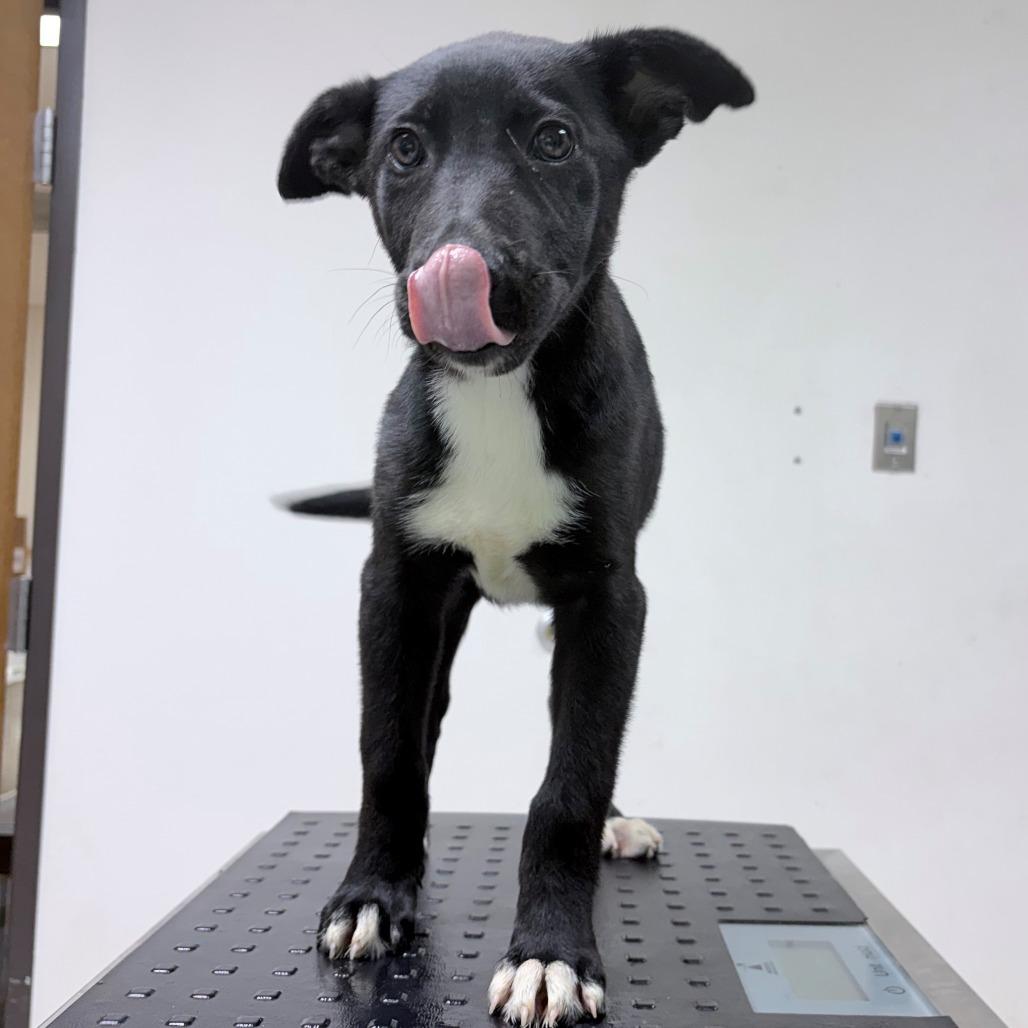 Ellie, Adoptable, Puppy Female Collie.