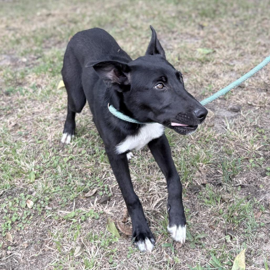 Ellie, a Adoptable Collie in Tyler, TX image 3/5