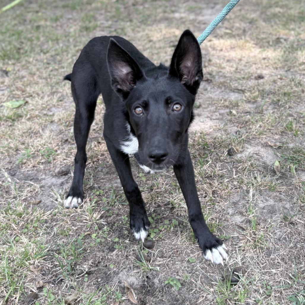 Ellie, a Adoptable Collie in Tyler, TX image 4/5