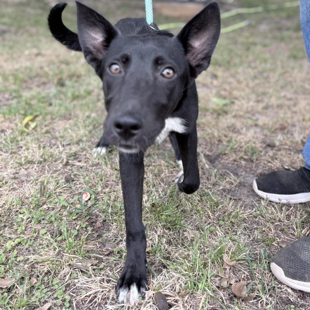 Ellie, a Adoptable Collie in Tyler, TX image 5/5