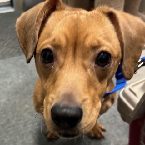 Oddball, ADOPTABLE, Young Male Dachshund.