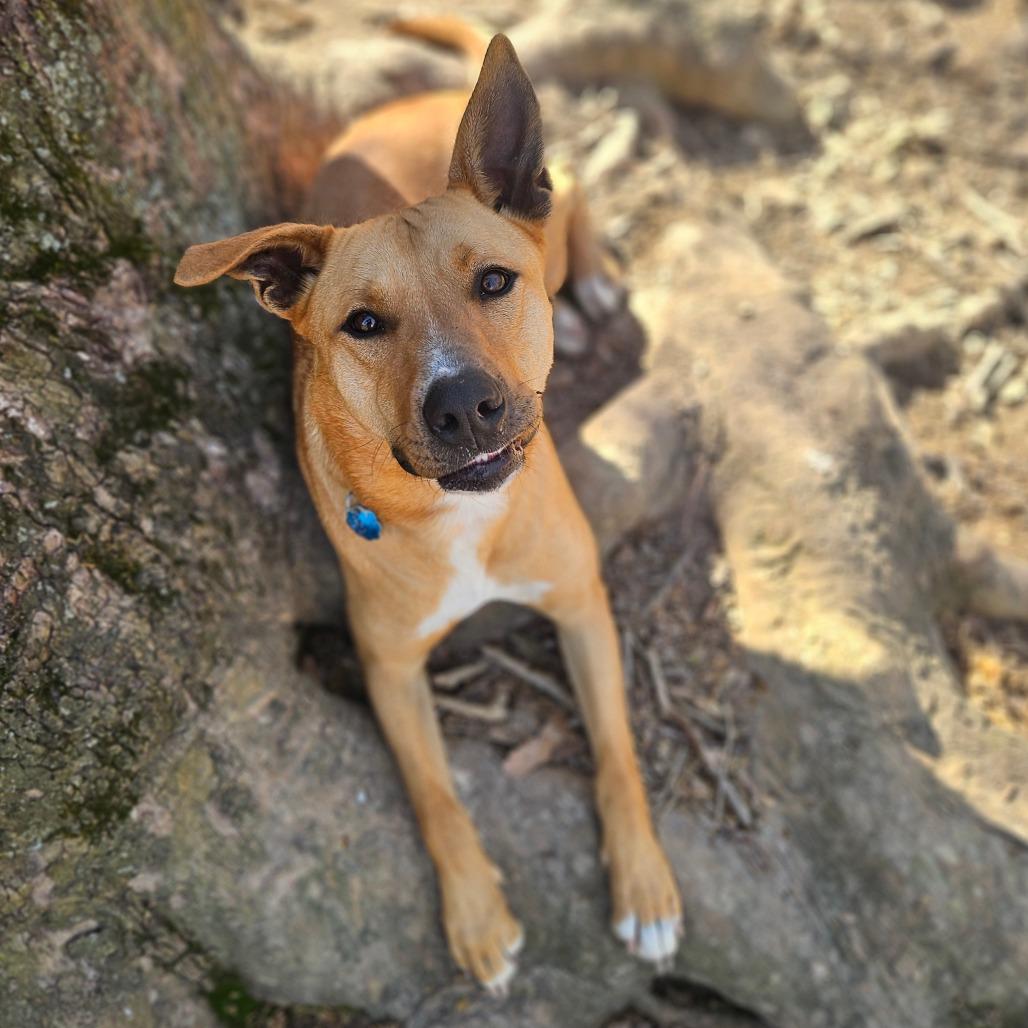 Enlarge Xena, a Adoptable mixed breed in Springfield, MO image 1/6