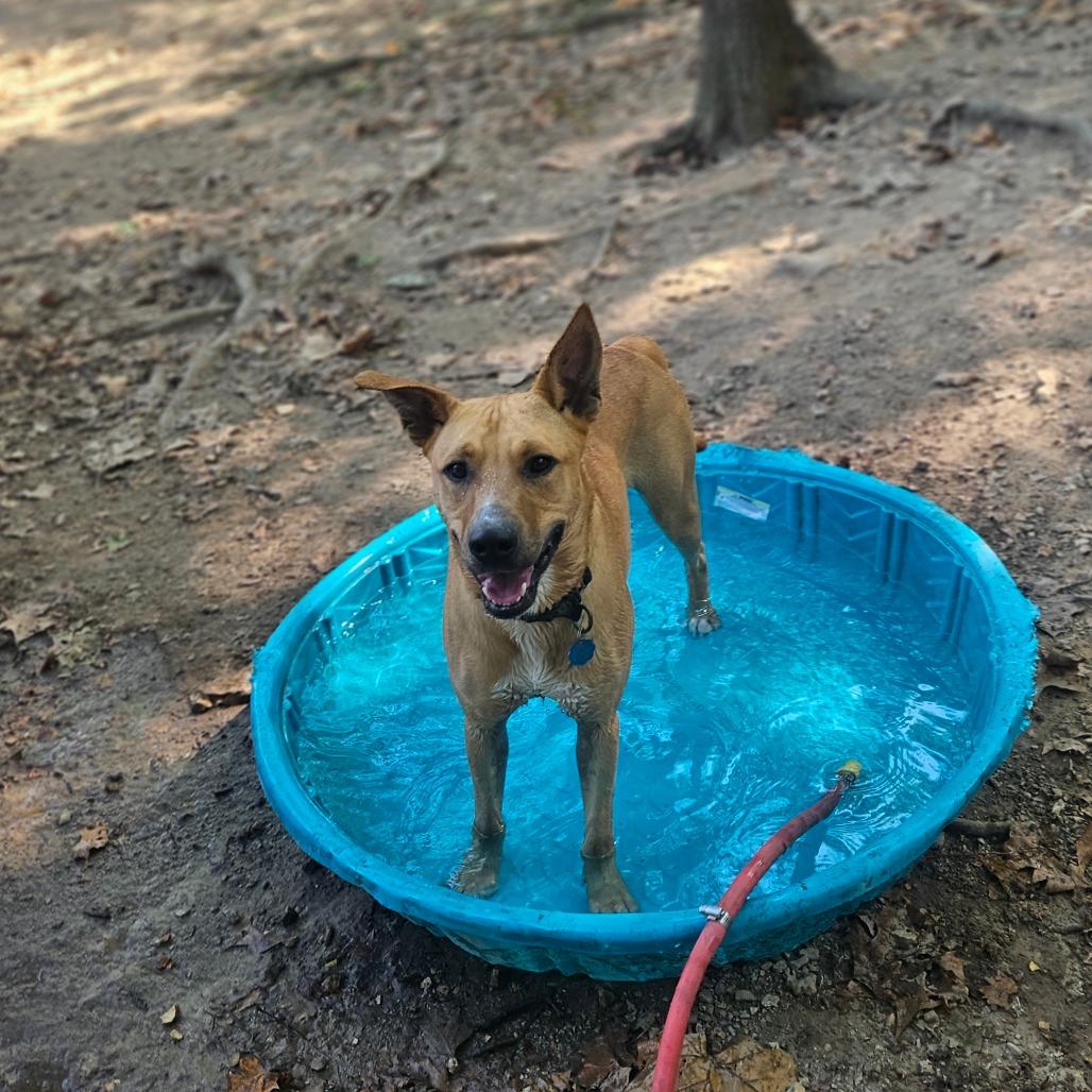 Xena, Adoptable, Adult Female Shepherd & Mixed Breed.