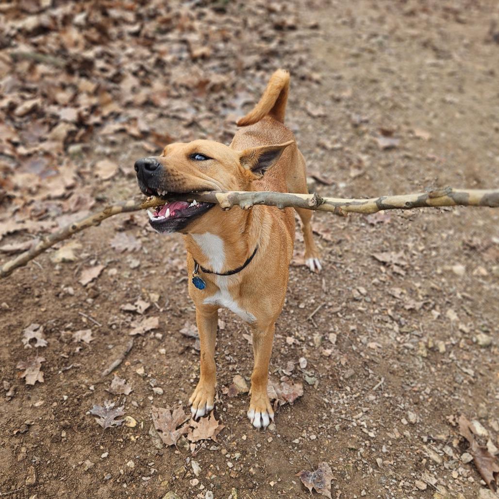 Enlarge Xena, a Adoptable mixed breed in Springfield, MO image 1/6