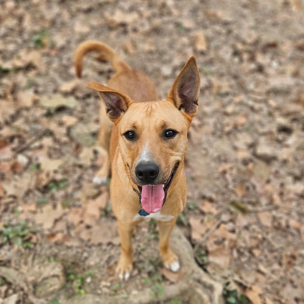 Enlarge Xena, a Adoptable mixed breed in Springfield, MO image 2/6