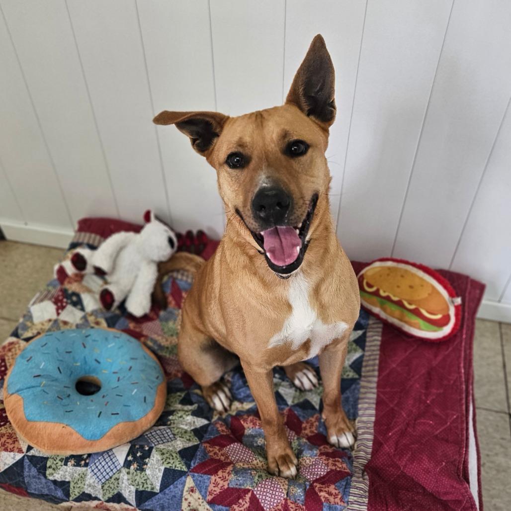 Enlarge Xena, a Adoptable mixed breed in Springfield, MO image 3/6