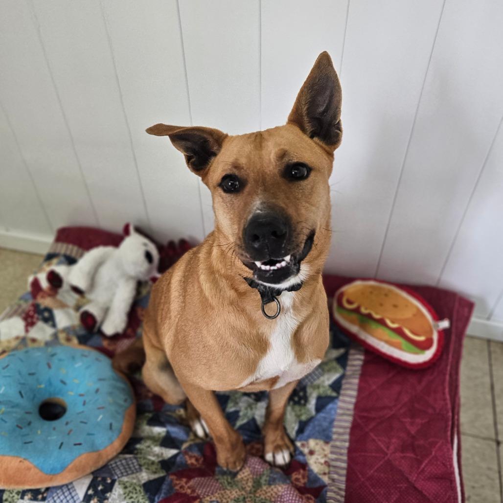 Enlarge Xena, a Adoptable mixed breed in Springfield, MO image 4/6
