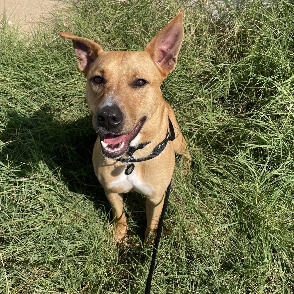 Enlarge Xena, a Adoptable mixed breed in Springfield, MO image 6/6