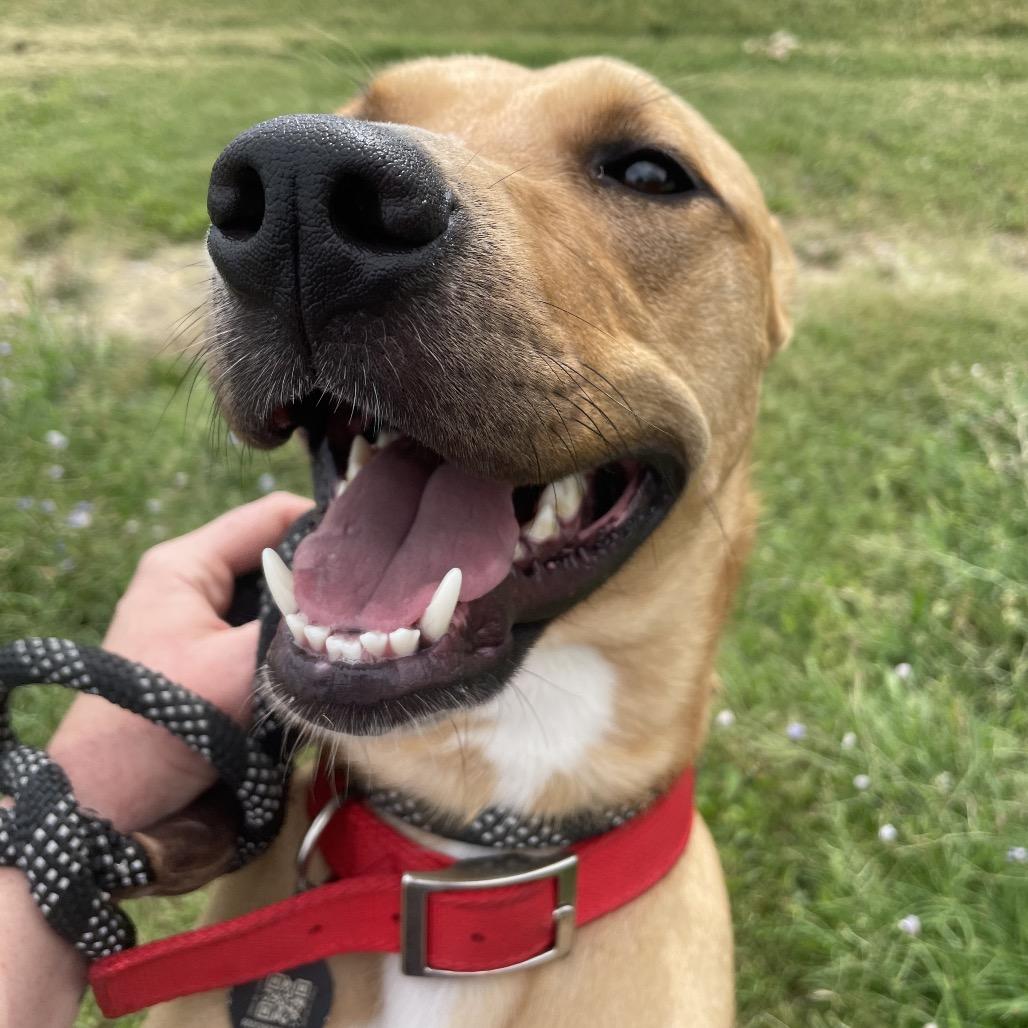 Enlarge Xena, a Adoptable mixed breed in Springfield, MO image 5/6