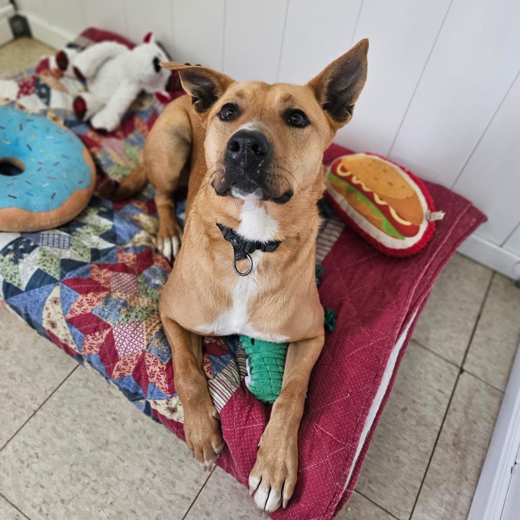 Enlarge Xena, a Adoptable mixed breed in Springfield, MO image 6/6