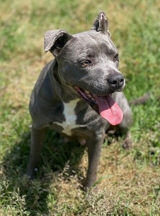 Hope, a Adoptable mixed breed in Manning, SC image 2/2