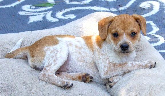 Heather's Tippy TX, Adoptable, Puppy Male Chihuahua & Cattle Dog.