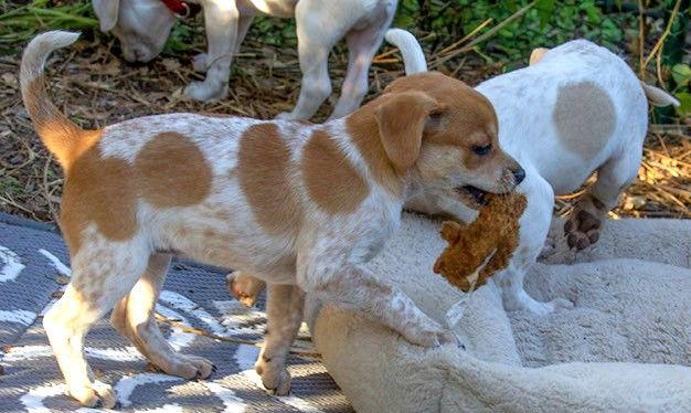 Enlarge Heather's Tippy TX, a Adoptable mixed breed in Boonton, NJ image 3/3