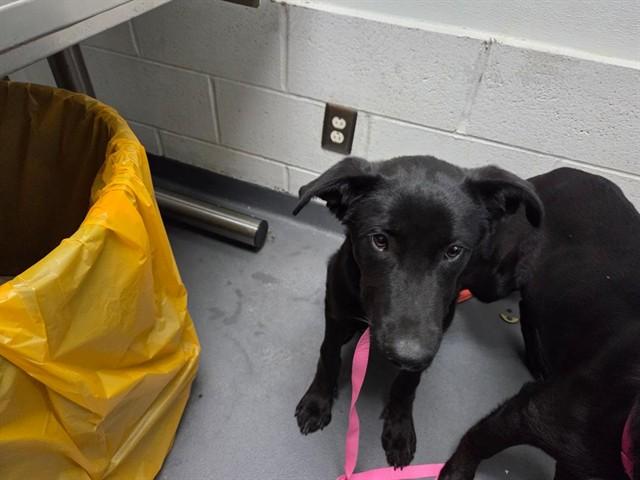 EAGLE, Adoptable, Puppy Male German Shepherd Dog.