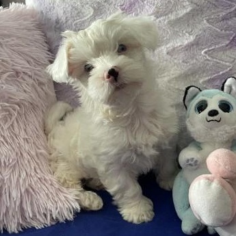 Falkor **Adoption Pending**, ADOPTABLE, Puppy Male Maltese & Yorkshire Terrier.
