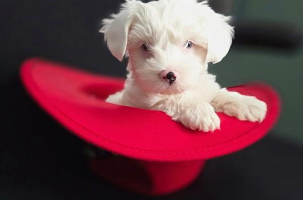 Enlarge Falkor **Adoption Pending**, a ADOPTABLE mixed breed in Oswego, NY image 2/3