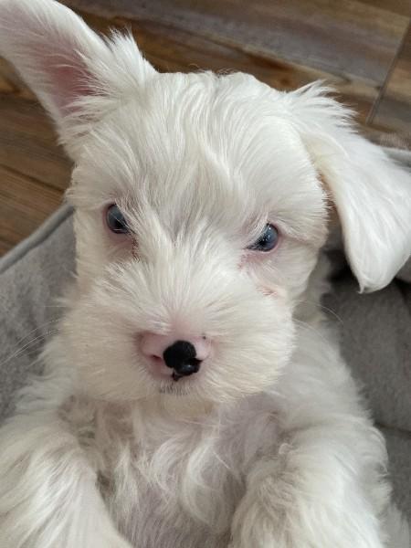 Enlarge Falkor **Adoption Pending**, a ADOPTABLE mixed breed in Oswego, NY image 3/3