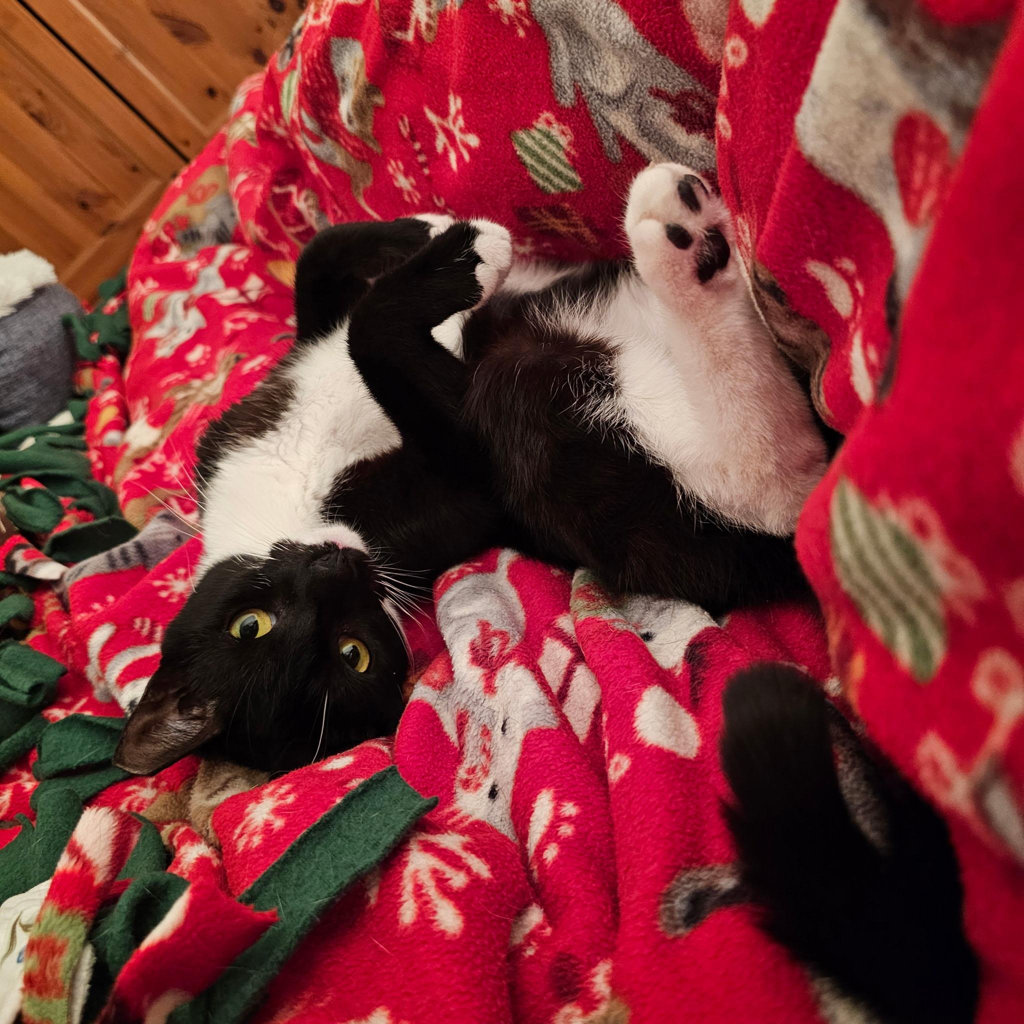 Enlarge Huxley, an adoptable Domestic Short Hair in Jersey City, NJ image 6/6