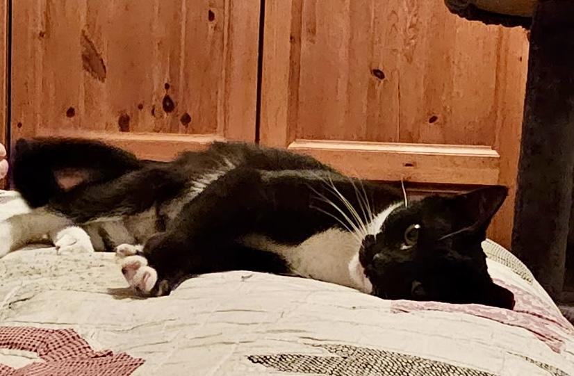 Enlarge Huxley, an adoptable Domestic Short Hair in Jersey City, NJ image 4/6