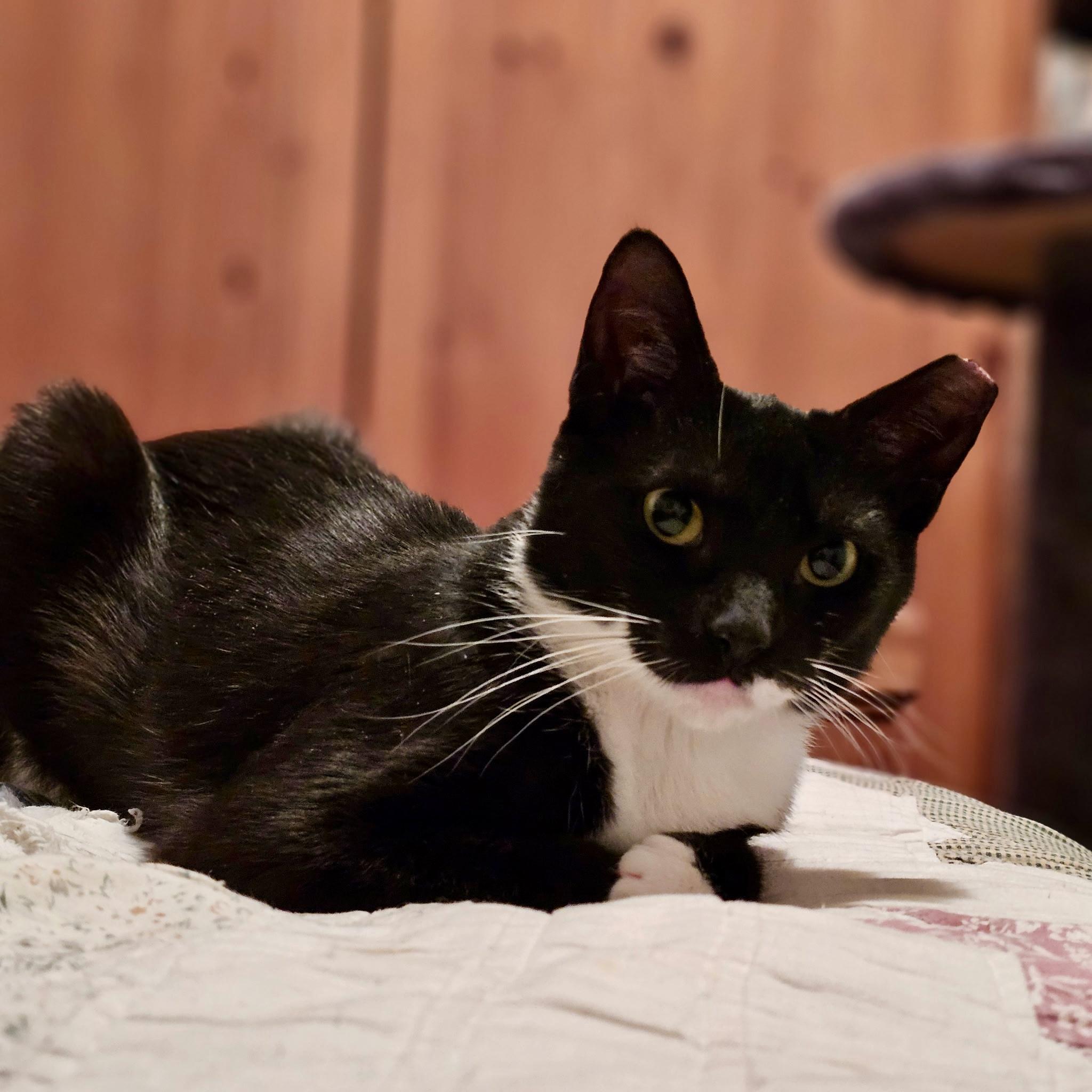 Enlarge Huxley, an adoptable Domestic Short Hair in Jersey City, NJ image 5/6