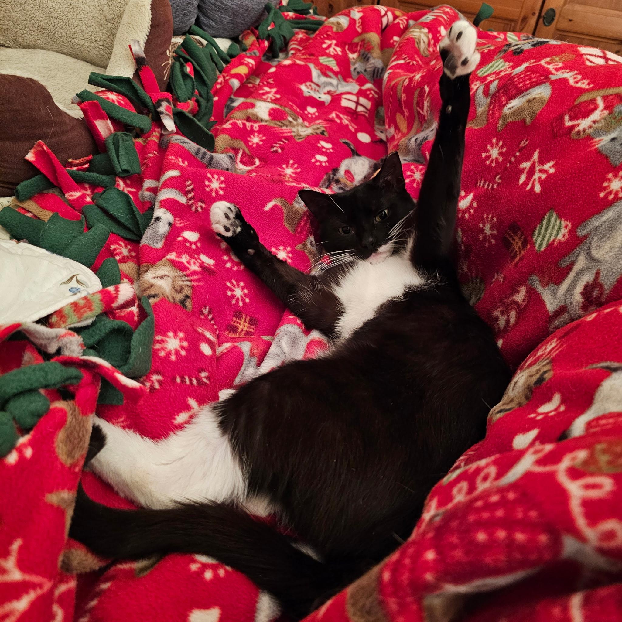 Enlarge Huxley, an adoptable Domestic Short Hair in Jersey City, NJ image 3/6