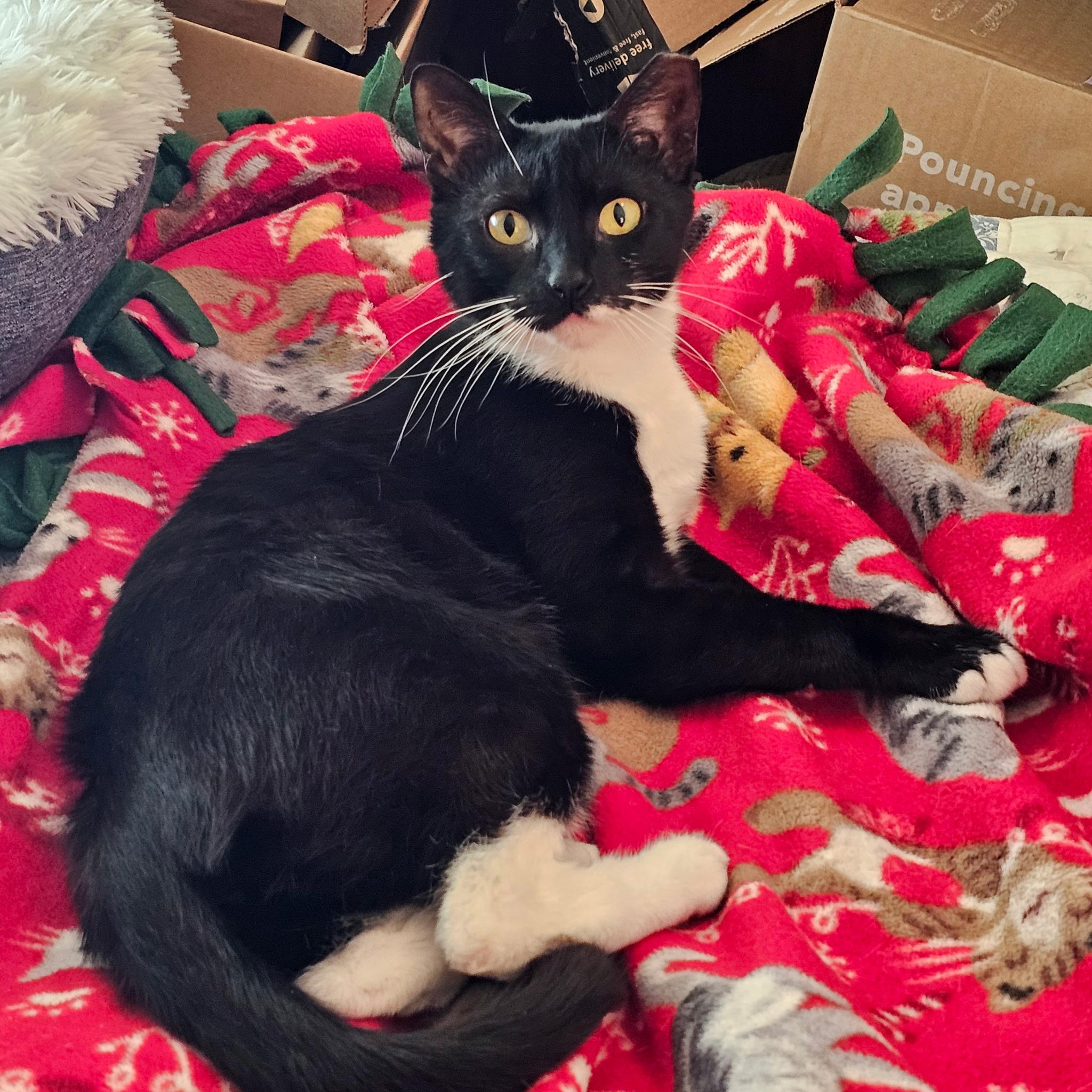 Enlarge Huxley, an adoptable Domestic Short Hair in Jersey City, NJ image 1/6