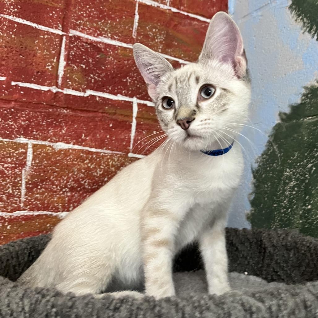 Enlarge Grover, a Adoptable Siamese in Laredo, TX image 1/2