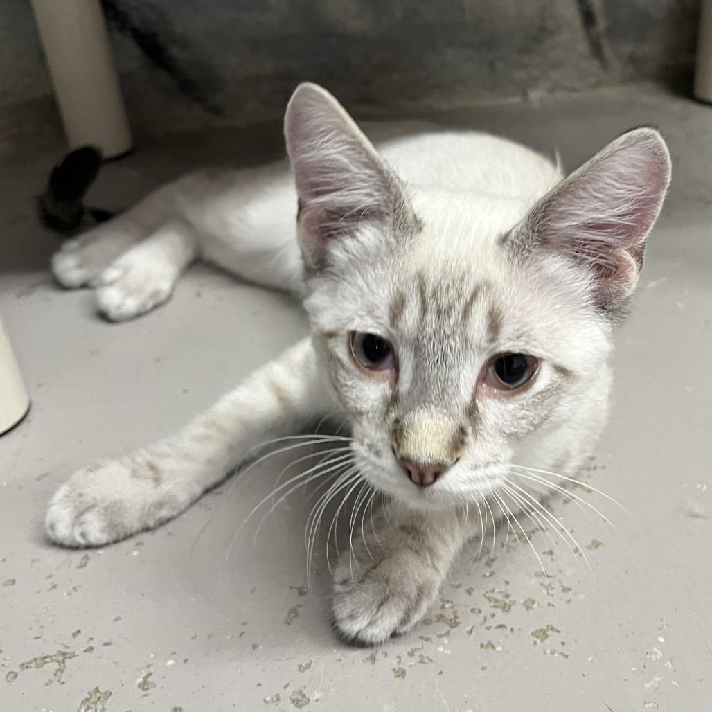Enlarge Grover, a Adoptable Siamese in Laredo, TX image 2/2