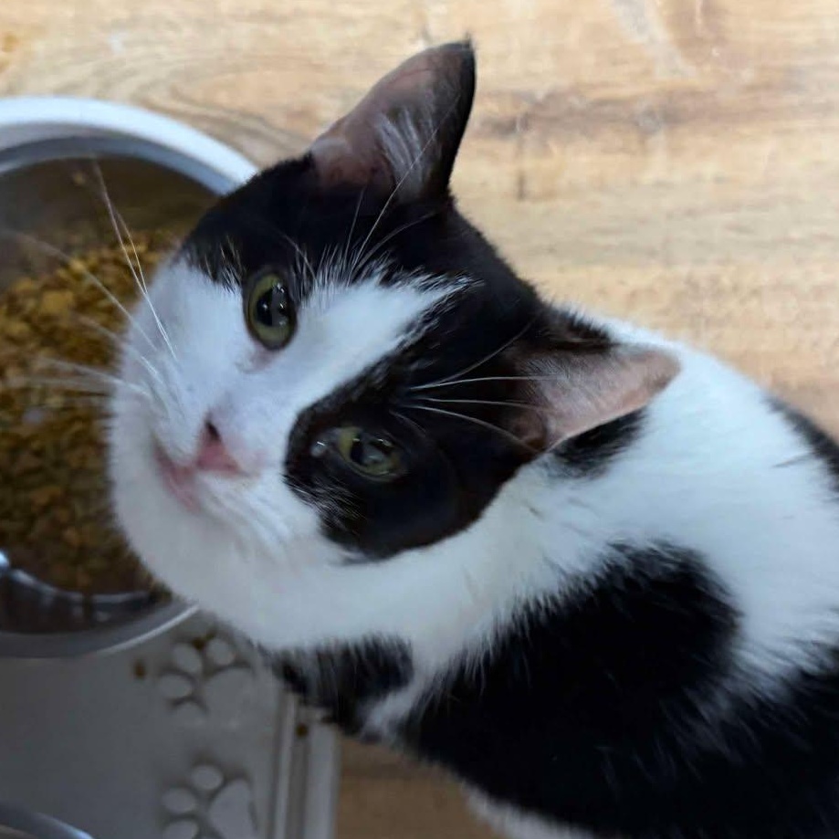 Betty (15 yrs old and TINY!), ADOPTABLE, Senior Female Tuxedo.