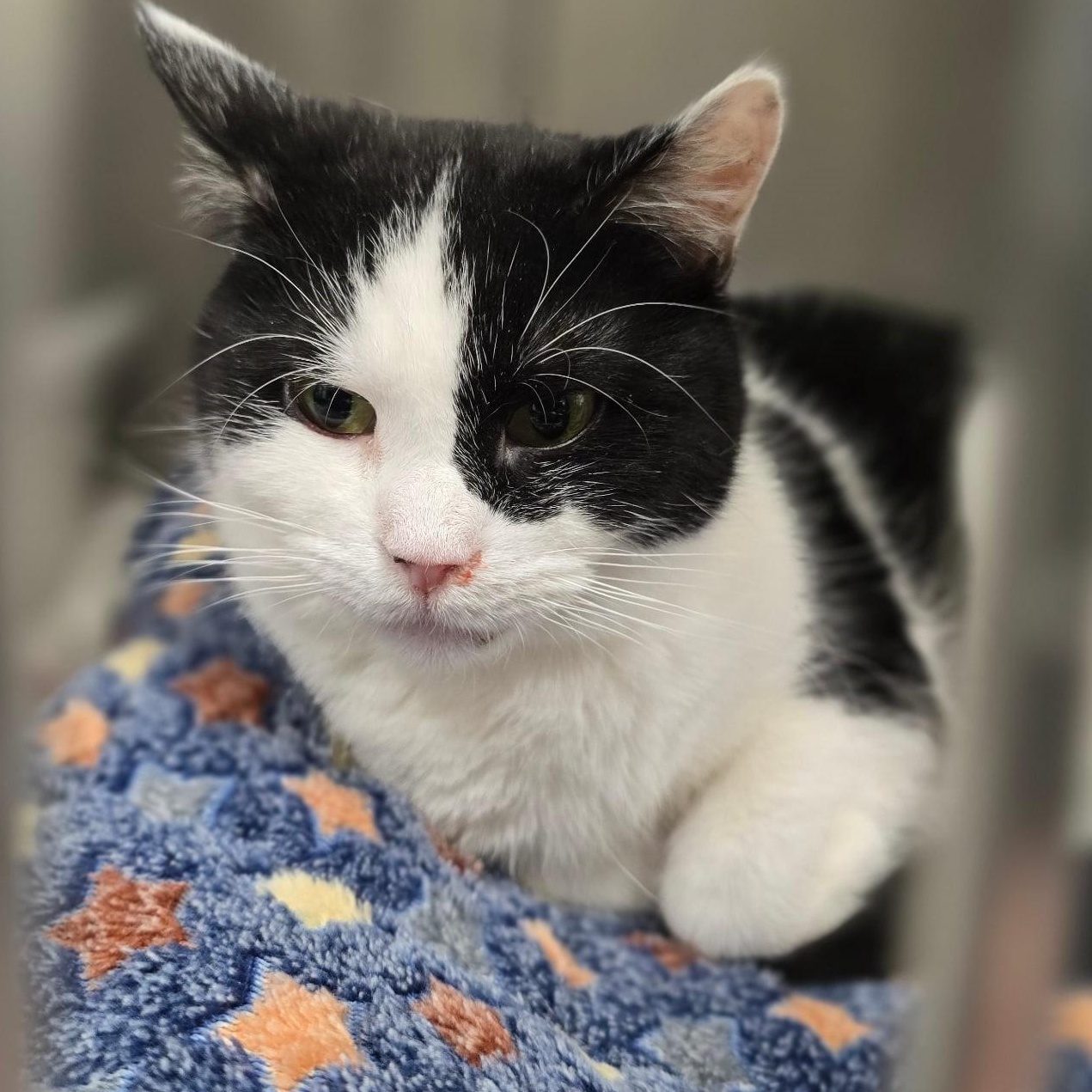 Enlarge Betty (15 yrs old!), a ADOPTABLE Tuxedo in Huntington, NY image 2/2
