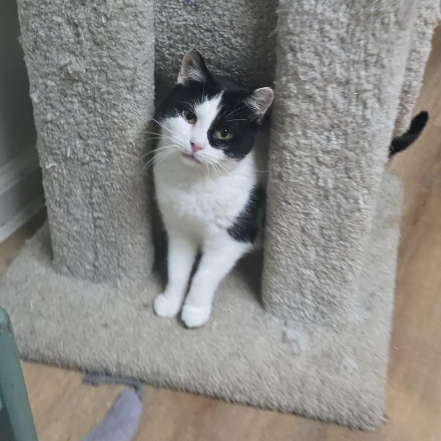 Enlarge Betty (15 yrs old!), a ADOPTABLE Tuxedo in Huntington, NY image 1/2