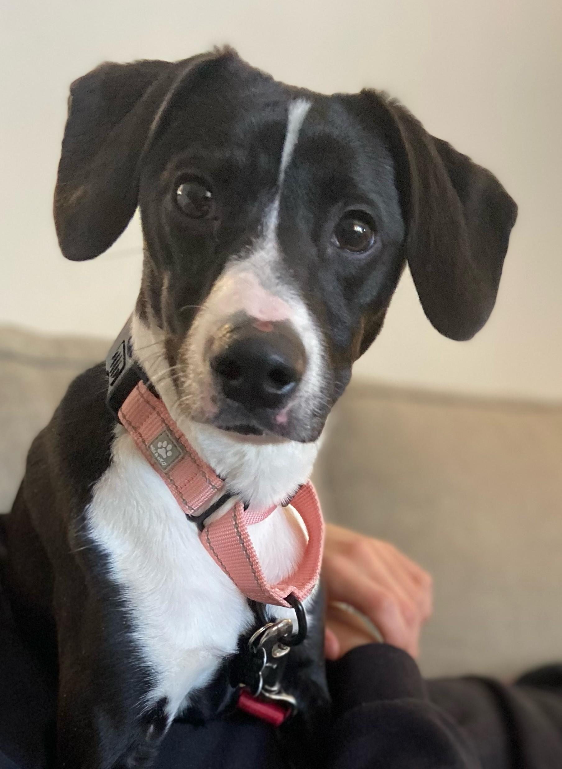 Enlarge Princess, a Adoptable mixed breed in Albany, NY image 3/6