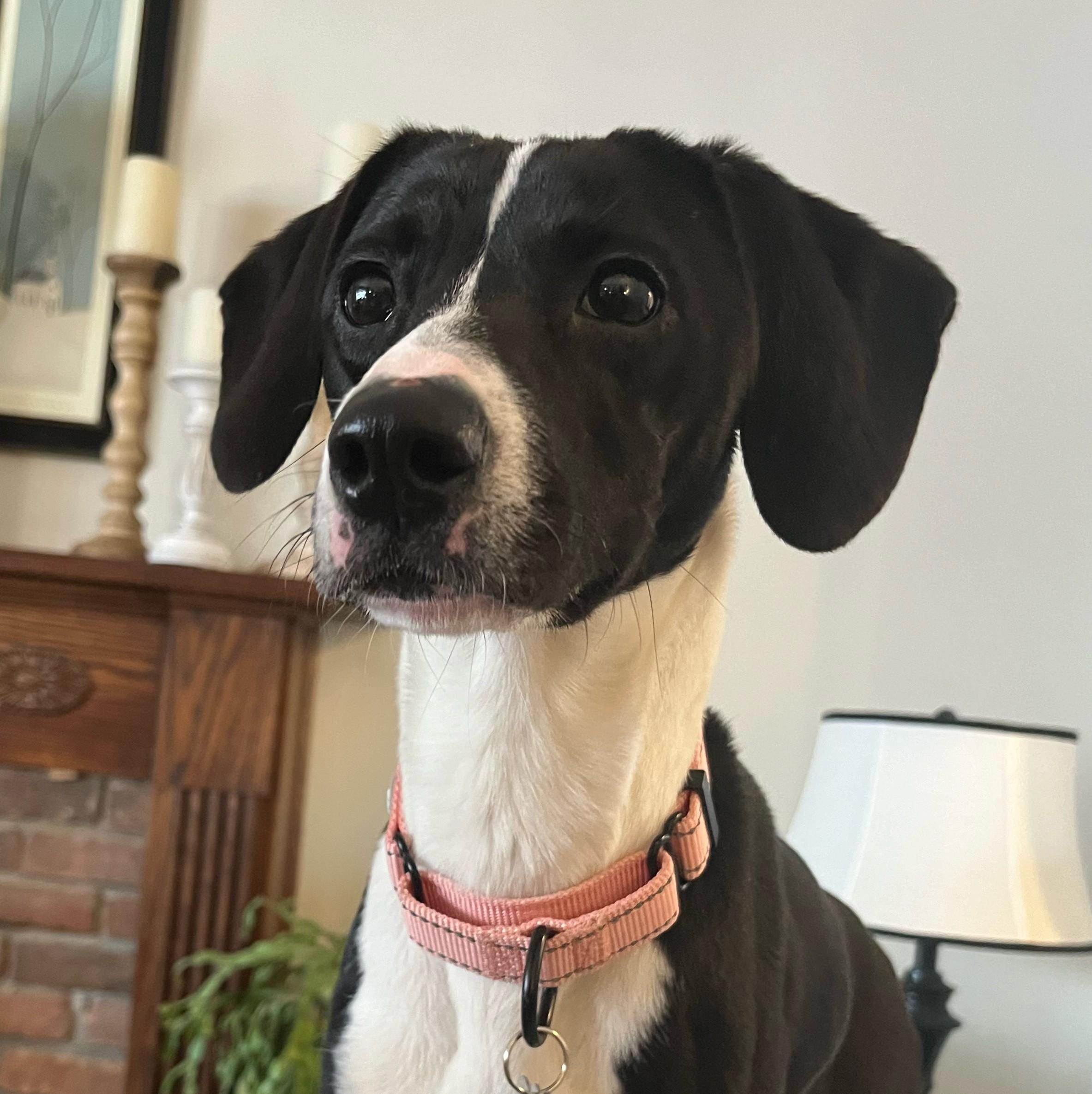 Enlarge Princess, a Adoptable mixed breed in Albany, NY image 5/6