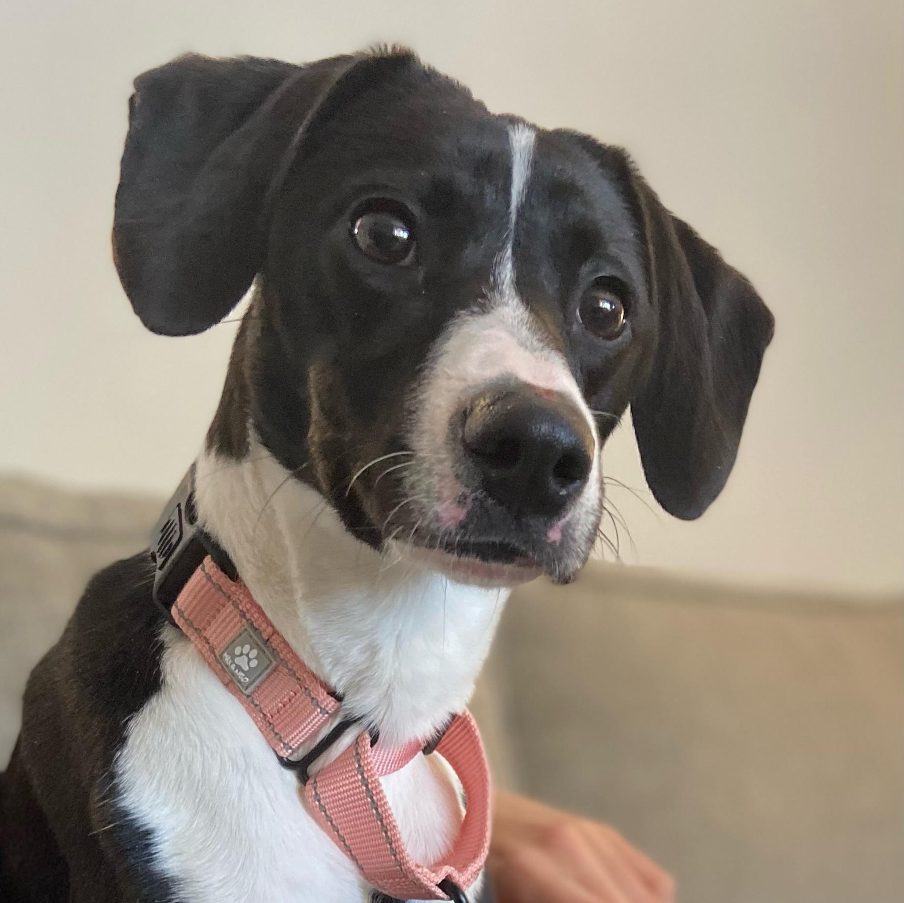 Princess, Adoptable, Young Female Beagle.