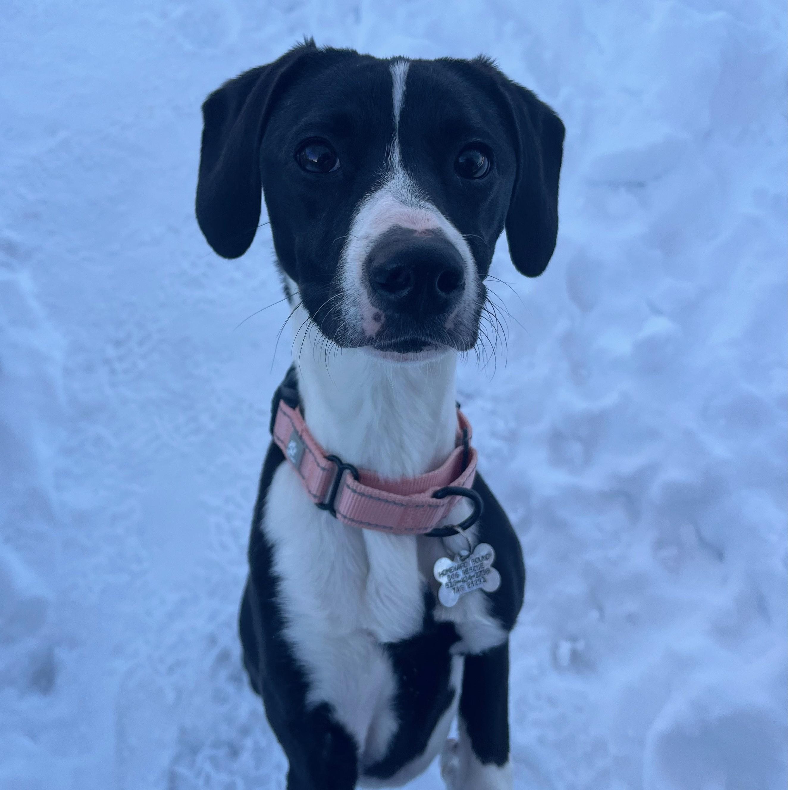 Enlarge Princess, a Adoptable mixed breed in Albany, NY image 6/6