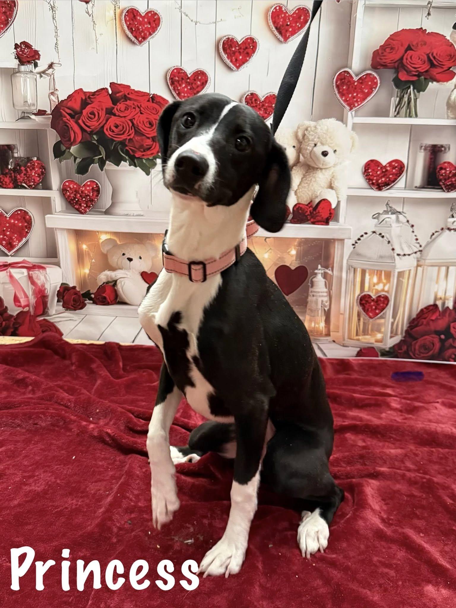 Enlarge Princess, a Adoptable mixed breed in Albany, NY image 2/6