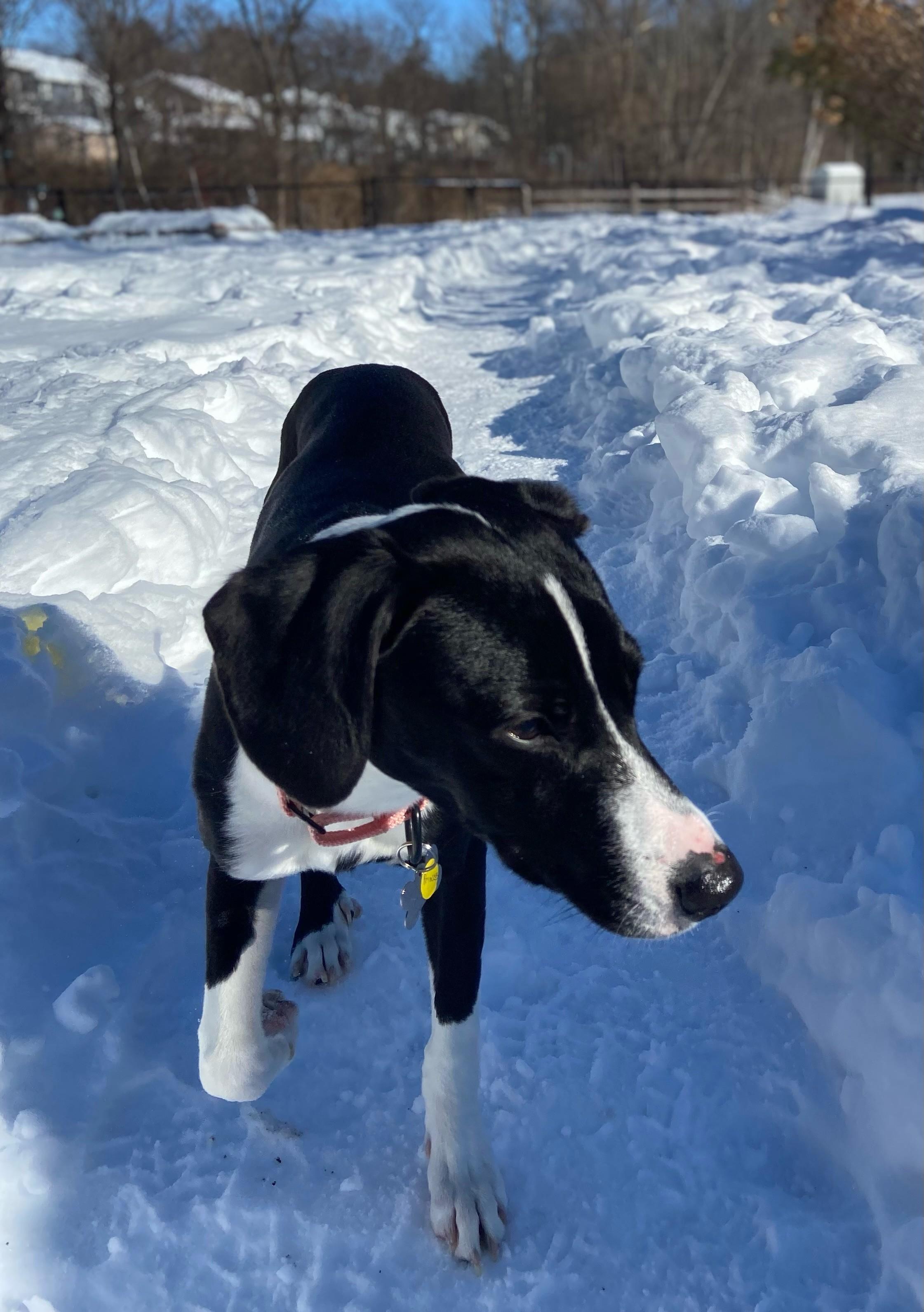 Enlarge Princess, a Adoptable mixed breed in Albany, NY image 4/6