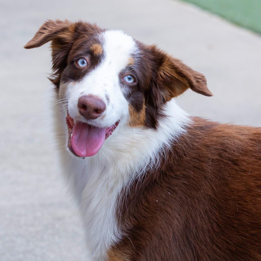 Enlarge Susie-Q, a Adoptable Mixed Breed in Cartersville, GA image 1/4