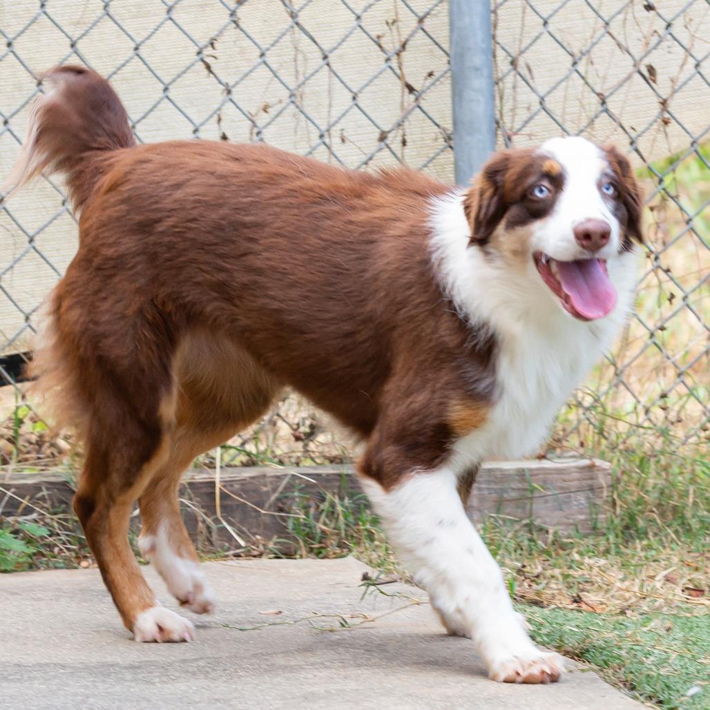 Enlarge Susie-Q, a Adoptable Mixed Breed in Cartersville, GA image 2/4