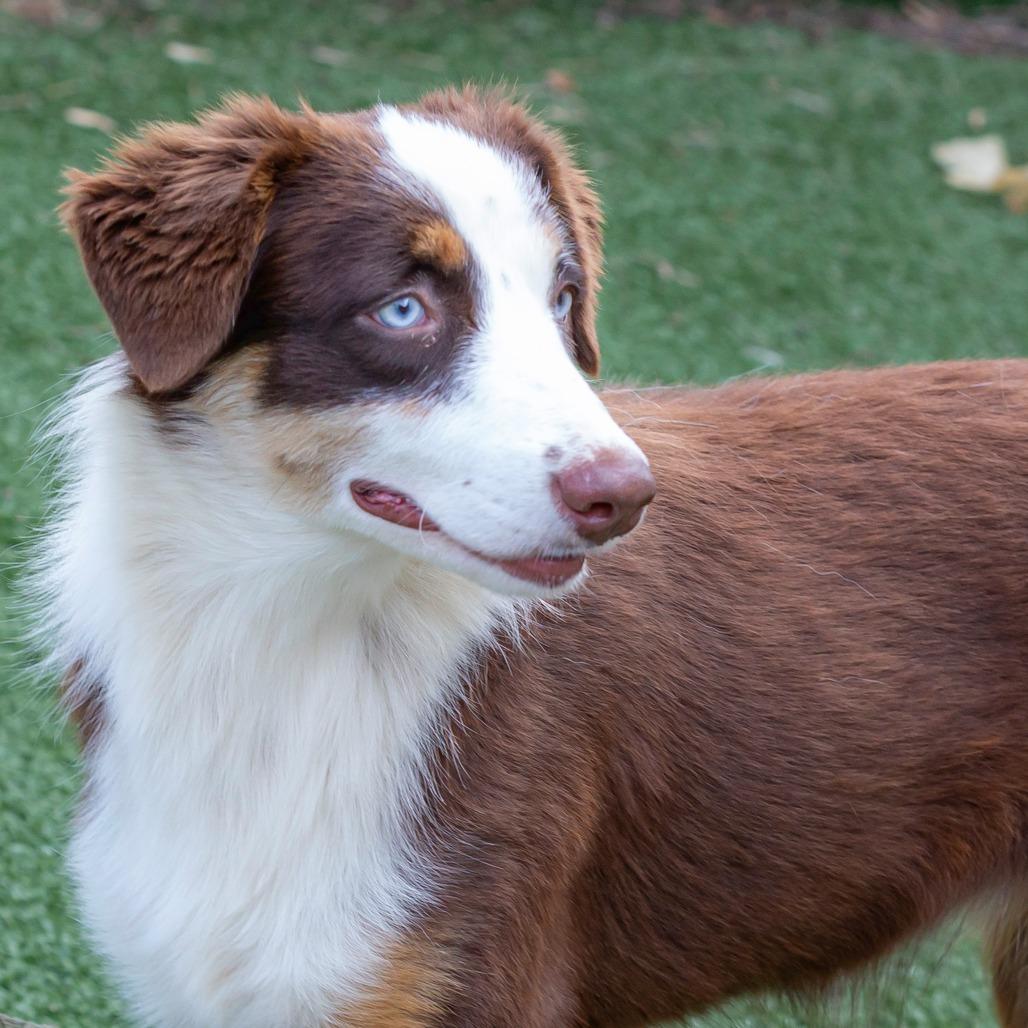 Enlarge Susie-Q, a Adoptable Mixed Breed in Cartersville, GA image 3/4